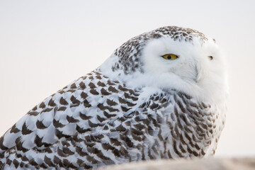 Snowy Owl Looks Into Camera