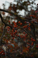 Red berries in autumn