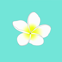 Frangipani on light blue background vector image. 