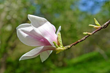 Magnolia hybrid flower (Magnolia) close-up