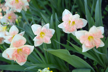 Fototapeta na wymiar Flowering terry daffodils chromacolor, variety Pink Wonder (Narcissus)