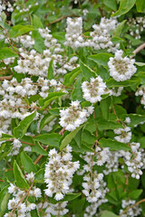 Deutzia scabra Thunb. Inflorescences and leaves