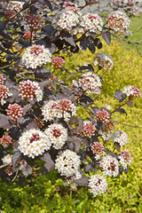 Inflorescences and leaves of the culinary bubbler (Physocarpus opulifolius), Diabolo or Purpureus variety - 476789560