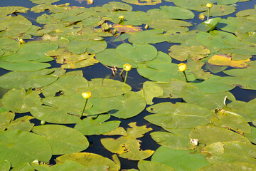 The goblet is yellow (Nuphar lutea L.). Leaves on the surface of water