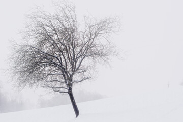 the lonely tree in the thick fog