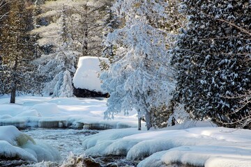 winter in the forest