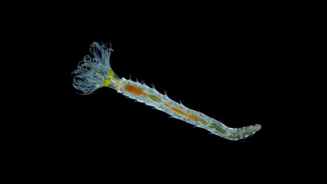 Polychaeta worm, order Sabellida under a microscope. Family Fabriciidae. Filters living in tubes of sand, shell fragments, glued together with mucus. Red sea