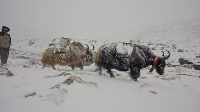 Herdsman guide yaks throught snowfall, a highlands delivery to Everest Base Camp