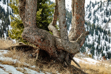 deer in the forest