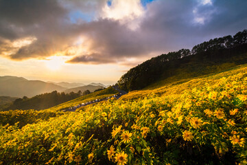 beautiful scenery of yellow flowers Thung Bua Tong, Mae Hong Son, Thailand