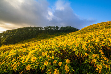 Obraz premium beautiful scenery of yellow flowers Thung Bua Tong, Mae Hong Son, Thailand
