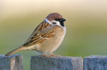 Eurasian tree sparrow (passer montanus) posing perched on old looking wooden garden fence 