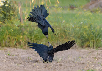 Rook (corvus frugilegus) in severe fight on the ground over food and territory in autumn time