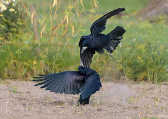 Rook (corvus frugilegus) attacks another rook in fast flight with spreaded tail and wings
