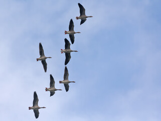 Group of Greylag geese (anser anser) in high flight in blue sky in autumn fall