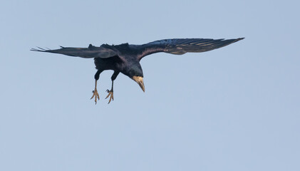 Shiny Rook (corvus frugilegus) in gliding flight in blue sky with spreaded wings and legs adroop 