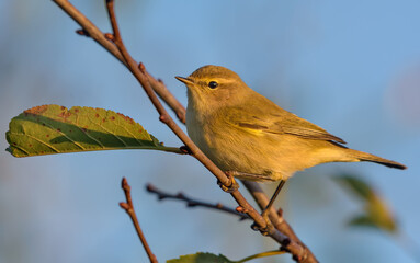 Common chiffchaff (Phylloscopus collybita) posing on small twig with last leaf in cool autumn time with sunset light