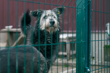 Dog at the shelter. Lonely dog in cage. Homeless dog behind the bars