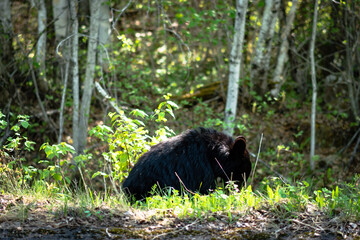 Obraz na płótnie Canvas black bear cub