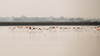 group of flamingos in the Cervia salt pan in Emilia Romagna
