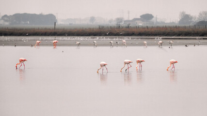 group of flamingos in the Cervia salt pan in Emilia Romagna