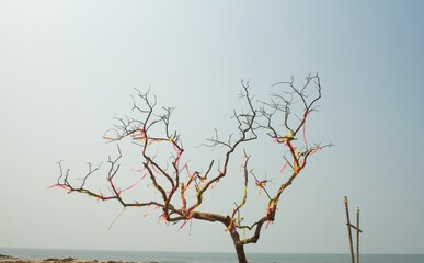 Decoration on a leafless tree by the sea