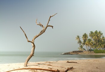 Long exposure by the sea with a dry tree in the foreground