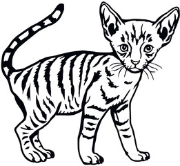 Fototapeta na wymiar Cornish Rex Cat, Peeking kitten - Cheerful kitty isolated on white - vector stock illustration