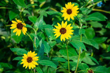 yellow flower in the garden