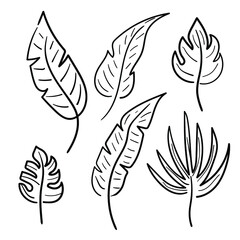 Obraz premium Hand drawn leaves. Doodle set palm leaf. Sketch black and white plant branch. Vector line art illustration isolated on white background.