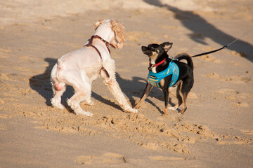 Ciudad de Acapulco, estado de Guerrero, pais de Mexico o Mejico