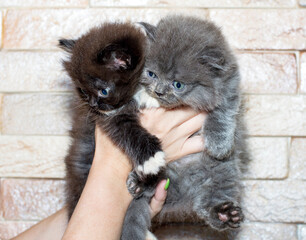bouquet Scottish Highland straight kittens with blue eyes in their hands on the background of the wall