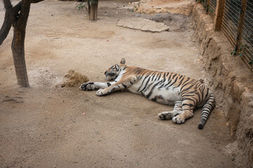 Obraz na płótnie Canvas A grated tiger resting in the zoo