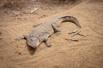 Portrait of a dangerous crocodile with a menacing look