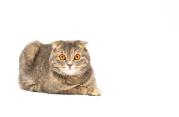 Scottish fold on white background