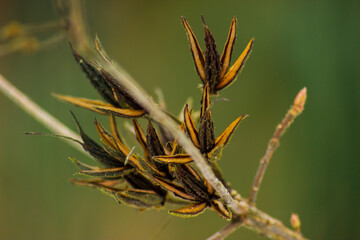 buds on a tree branch