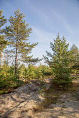 Fototapeta premium Young pine forest