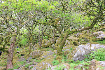 Wistmans wood in Dartmoor, Devon	