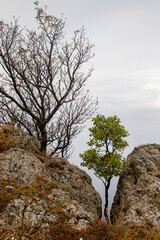 Foggy landscape on the rocks beyond the sea