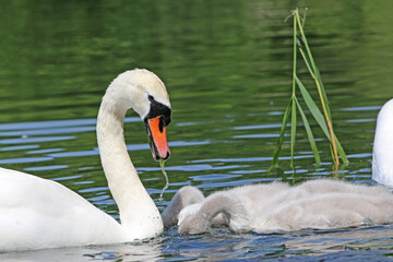 	
Swan and Cygnets on a lake