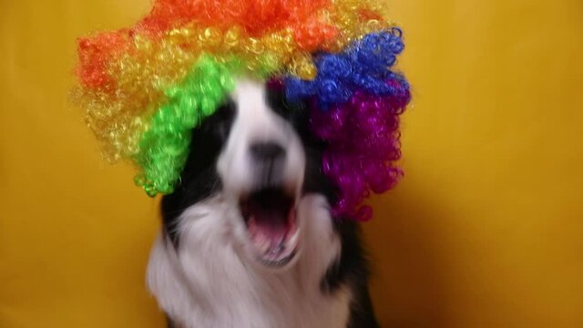Cute puppy dog with funny face border collie wearing colorful curly clown wig isolated on yellow background. Funny dog portrait in clown costume in carnival or halloween party. Pet dog in circus