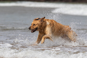ave, petirrojo, naturaleza, fauna, rojo, animal, sucursal, &aacute;rbol, de invierno, inhospitalario, mamas, gorri&oacute;n, pico, navida, huerta, fringillidae, petirrojo, nieve, emplumar, primavera, perca, aviar, 