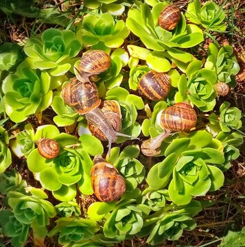 caracoles en plantas