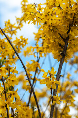 yellow autumn leaves, spring blooming