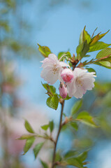 tree blossom in the spring