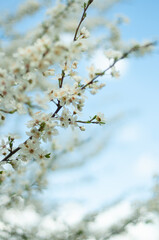 blooming tree in the spring, wallpaper, spring wallpaper, pattern , postcard , poster