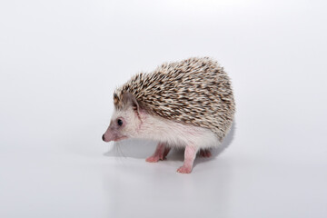 A beautiful cute hedgehog of African breed prickly with spikes on a white background in the studio