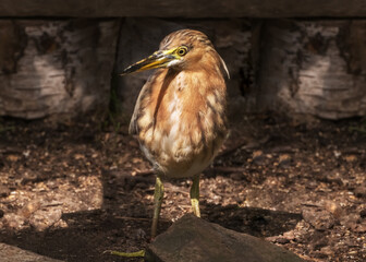 Ixobrychus, a wading bird in the heron family Ardeidae