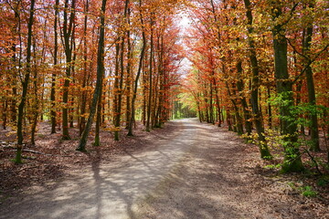 Autumn forest light with bicycle path in the Netherlands