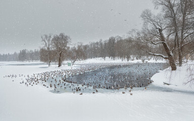 Winter lake with patterns on the snow cover of the water and lots of flying gulls in the city park on a snowy day. Gatchina. Russia.